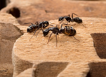  Ant Control Service