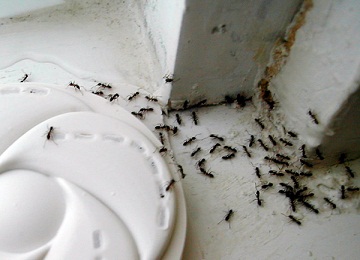  Ant Control Service