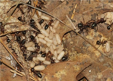   Ant Control Service