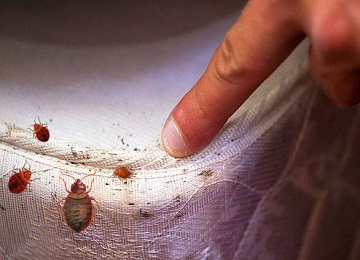  Bed Bugs Control Services