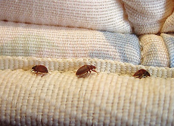  Bed Bugs Control Services