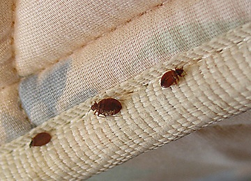   Bed Bugs Control Services