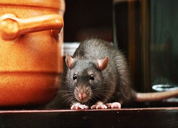  Rodent Control Services