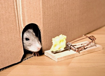  Rodent Control Services