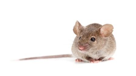 Rodent Control Services