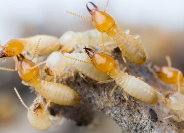 Termite Control Service