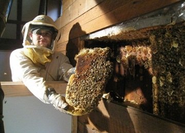 Honey Bee Control Service