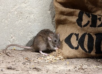 Rodent Control Services